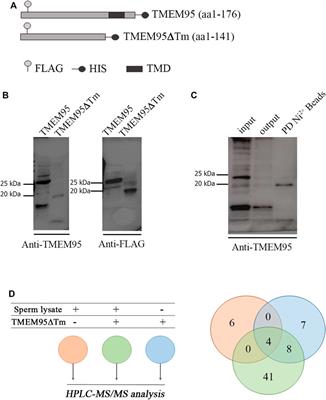 The Sperm Olfactory Receptor OLFR601 is Dispensable for Mouse Fertilization